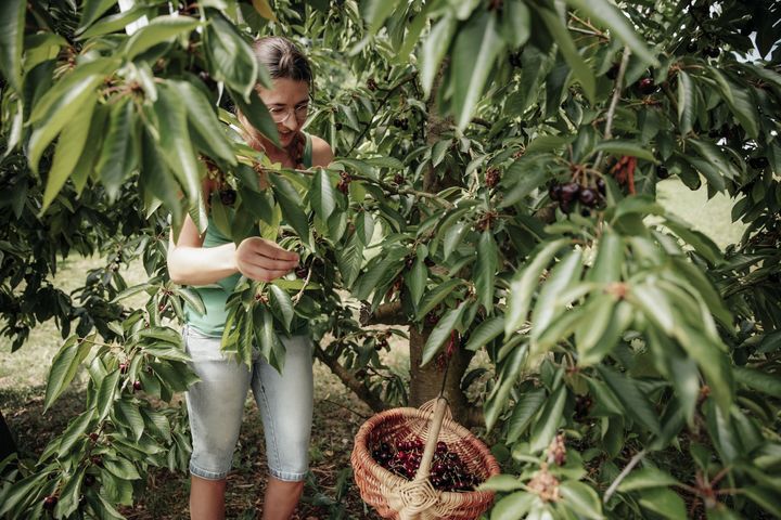 Obstexpertin Annika Killer betrachtet die Ernte 2023. Die Kirschen des 5G-Projektes verkaufen die Obstbauern an Supermärkte.